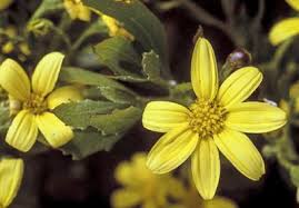 Image result for Chrysanthemoides