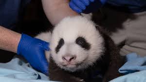 Now i am with my new article on pet name for shiba, kitty, night panther, robo, spirit fox, and panda. National Zoo Reveals Name Of Its 3 Month Old Giant Panda Cub Nbc4 Washington