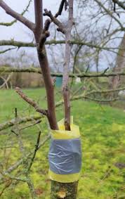Beginning in 1864, and without warning, grapevines across france began to sharply decline. Wine Tasting Vineyards In France Grafting Fruit Trees