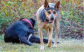 The sensitive child is bothered by the seams in their socks. Australian Kelpie S Mild Temperament With Eager Personality And Child Friendly Too