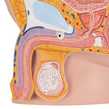 The images below are part of pelvic guru's original illustration collection. Pelvis Model Male 2 Part 3b Scientific 1000282 H11