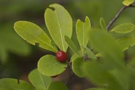Image result for Erythroxylum emarginatum