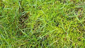 What causes moss to grow in flower beds? How To Get Rid Of Moss In Your Yard Lowe S