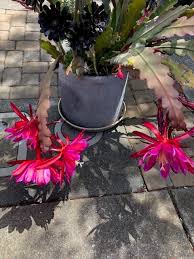 Welcome back to my channel :) in today's video i wanted to share my tips for getting your epiphyllum orchid cactus to bloom. Orchid Cactus Epiphyllum And New Friends Under The Solano Sun Anr Blogs