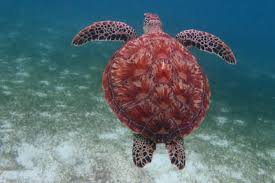 The origin and early evolution of turtles have long been major contentious issues in vertebrate zoology. How The Turtle Got Its Shell Olive Ridley Project