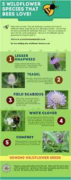Bees and other pollinators love coneflowers, and they are highly recommended for your flower garden. 5 Wildflowers To Attract Bees Bee Friendly Wildflowers
