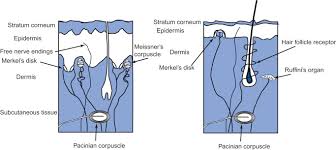 Hypoglossal o accessory ovagus o glossopharyngeal question 38 (1 point. Mechanoreceptors An Overview Sciencedirect Topics