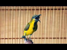 Maybe you would like to learn more about one of these? Dunia Burung Perawatan Harian Burung Sogok Ontong Kolibri Sriganti Pakan Nektar Pakan Utama Burung Sogok Ontong Di Alam Bebas Adalah Nektar Bunga Dan Ketika Kita Pelihara Maka Nektar Bunga Bisa Kita