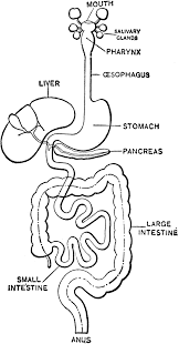 Digestive System Of Bat Clip Art Library