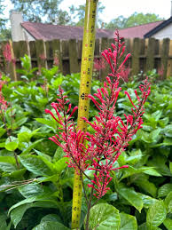 Image result for Odontonema cuspidatum