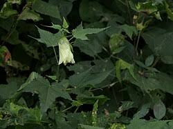 Image result for Hibiscus vitifolius