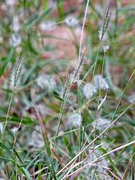 Image result for Dichanthium