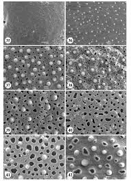 Image result for Spermacoce natalensis