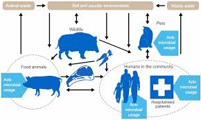 Antibiotic Resistance The Role Of Animal Production