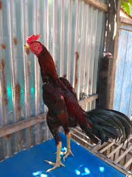 Sekedar Hoby Ayam Jago Steemit