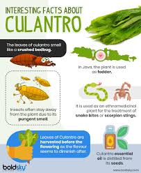 Snake plant health benefit is air purification properties yes, the snake plant cleans the air. What Is Culantro Health Benefits Side Effects And Recipes Boldsky Com