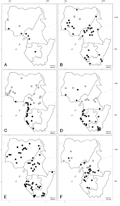 Image result for Eulophia angolensis