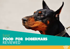 best dog food for dobermans our top 10 reviews for 2019