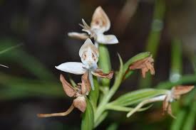 Image result for Habenaria cirrhata