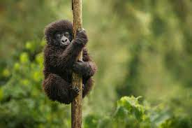 Hogger Goop Tales Animal Close Up Endangered Animals African Wildlife