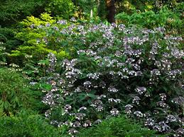 Image result for Disa robusta