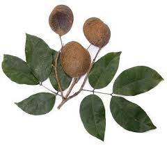 Image result for Copaifera