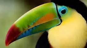 Bird With Big Colorful Beak Tropical Bird Rainbow Beak Keel Billed Toucan Tropical Birds Colorful Birds