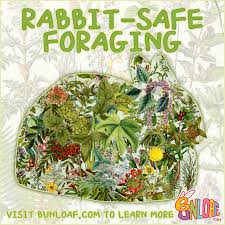 Image result for Chlorophytum amplexicaule