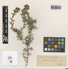 Image result for Phragmanthera polycrypta