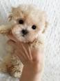 8 Important Questions About Teacup Maltipoo Dogs » Teacup ...