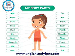 1 human body parts name with picture english hindi. Pin En English Grammar