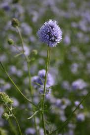 Image result for Gilgiochloa