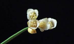 Image result for Coddia rudis