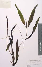 Image result for Potamogeton schweinfurthii