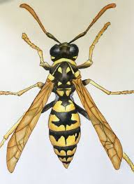 Black And White Wasp Identification Wasp Drawing By Sabrina Fox Snfox44 Do Not Re Upload Or Delete Description Wasp Tattoo Wasp Feather Tattoo Design