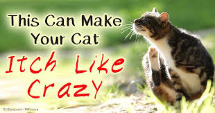 Flea allergy dermatitis is the most common allergy in cats and is caused by flea bites, specifically the saliva of the flea. Feline Dermatitis Causes Symptoms And Treatments