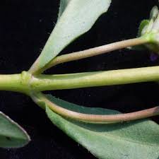 Image result for Nesaea radicans