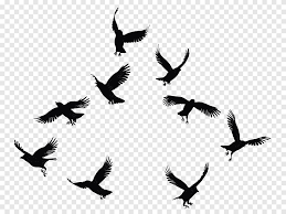 نتیجه جستجوی لغت [flock] در گوگل