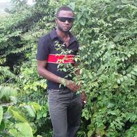 Image result for Mimulopsis excellens