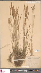 Image result for Coleotrype laurentii