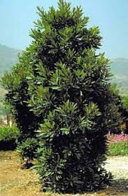 Japanese Blueberry For A Privacy Hedge Gardenline With Randy Lemmon On Ktrh Waterwise Landscaping Hedges Lush Lawn