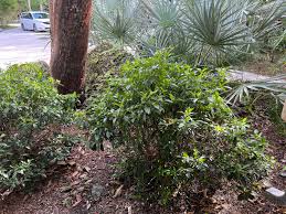 Image result for Hippocratea parvifolia