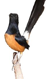 Elang juga menduduki bangku teratas, dalam rantai  baca selengkapnya . Gambar Kartun Burung Kacer Kata Kata