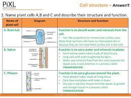 Learn about the size and function of plant and animal cells for gcse combined science, aqa. Aqa Topic Cell Biology Ppt Download