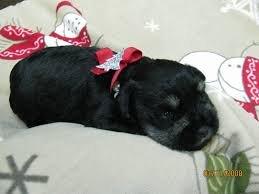 Black And Silver Mini Schnauzer Puppies 6 Week Old Black And Silver Mini Schnauzer Puppy Mini Schnauzer Puppies Mini Schnauzer Schnauzer Puppy