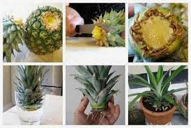 11 Fruits Et Legumes Que Vous Ne Devriez Acheter Qu Une Seule Fois Si Vous Connaissez Comment Planter Un Ananas Planter Des Legumes Multiplication Vegetative