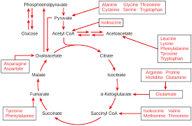 What i don't know is how to convert the amounts. Metabolism Of Molecules Other Than Glucose Principles Of Biology