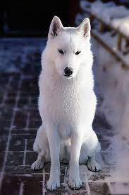 Demidoff Teona Snow Princess Aka Thyone Save The Wolves Dogs Siberian Husky Animals Beautiful