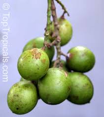 Image result for Melicoccus