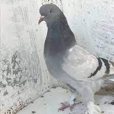 sabuni taklaci guvercin disi kumes